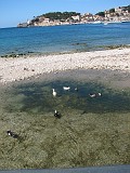 IMG_3461 Port de Soller - A patak torkolatában megrekedt melegebb vízben lubickolnak a kacsák.